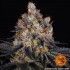 Semillas de marihuana feminizadas Gelato de Barney's Farm Seeds, cogollo enorme.