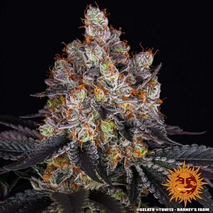 Semillas de marihuana feminizadas Gelato de Barney's Farm Seeds, cogollo enorme.