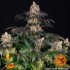 Semillas de marihuana feminizadas Gelato de Barney's Farm Seeds, planta.