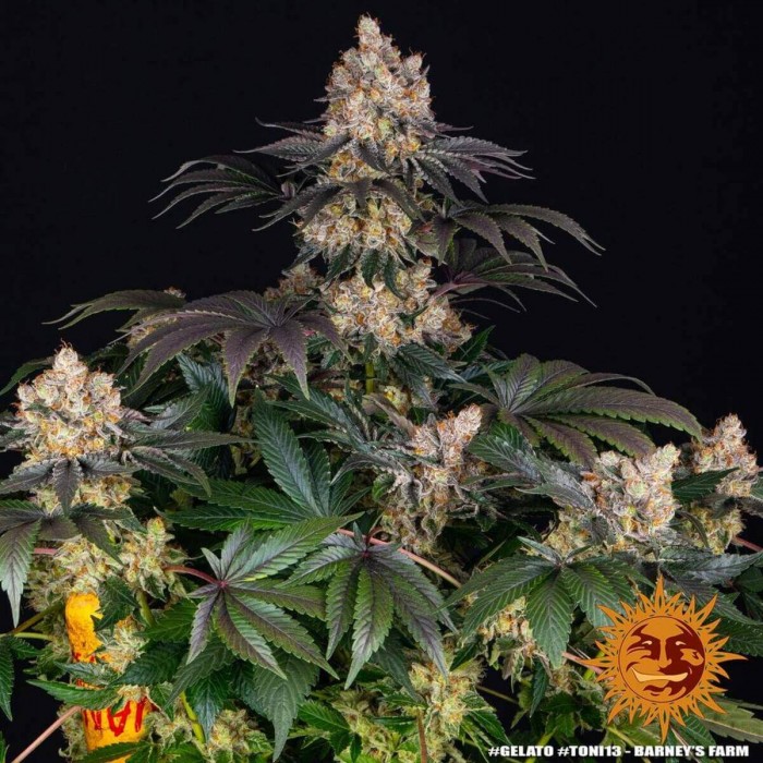 Semillas de marihuana feminizadas Gelato de Barney's Farm Seeds, planta.