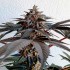Semillas de marihuana feminizadas Golosa de Delicious Seeds, cogollo morado.