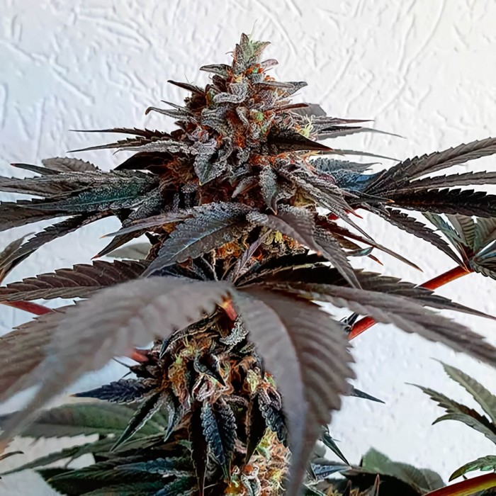 Semillas de marihuana feminizadas Golosa de Delicious Seeds, cogollo morado.