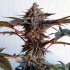 Semillas de marihuana feminizadas Golosa de Delicious Seeds, punta principal morada.