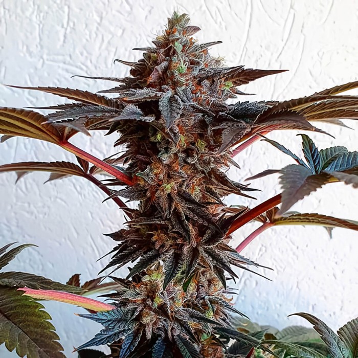 Semillas de marihuana feminizadas Golosa de Delicious Seeds, punta principal morada.