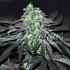 Semillas de marihuana feminizadas Golosa de Delicious Seeds.