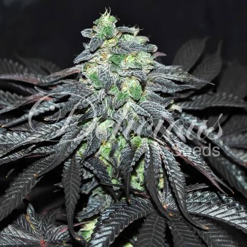 Semillas de marihuana feminizadas Golosa de Delicious Seeds.
