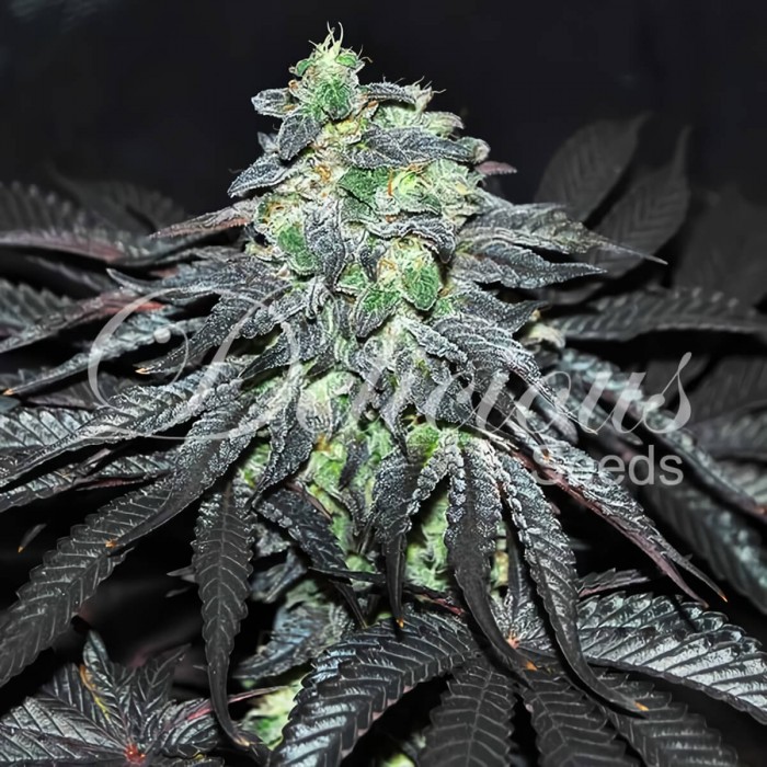 Semillas de marihuana feminizadas Golosa de Delicious Seeds.