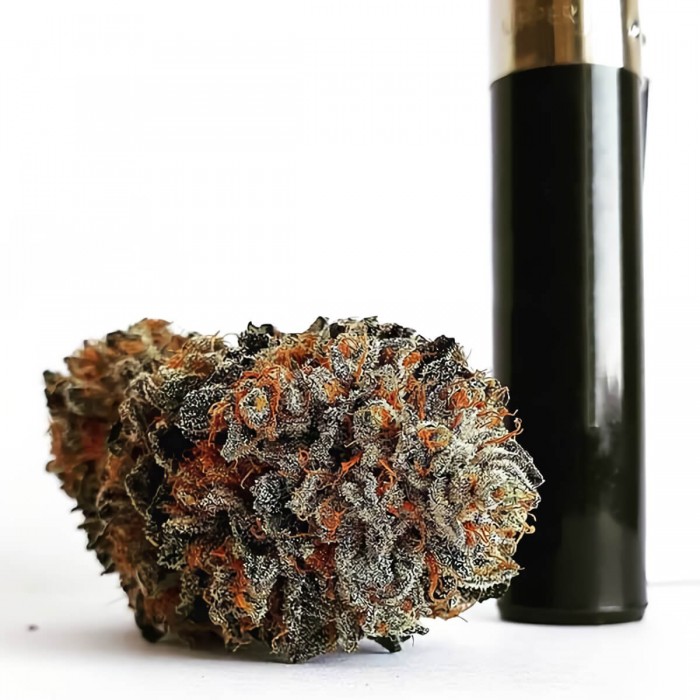Semillas de marihuana feminizadas Golosa de Delicious Seeds, flor seca.