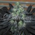 Semillas de marihuana feminizadas Golosa de Delicious Seeds, cogollo.