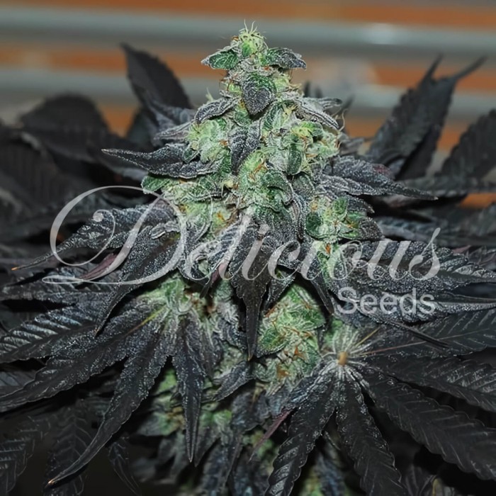 Semillas de marihuana feminizadas Golosa de Delicious Seeds, cogollo.
