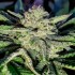 Semillas de marihuana feminizadas Golosa de Delicious Seeds, tricomas.