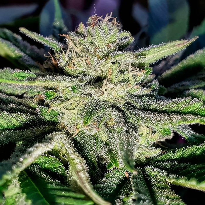 Semillas de marihuana feminizadas Golosa de Delicious Seeds, tricomas.