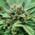 Semillas de marihuana feminizadas Golosa de Delicious Seeds, resina olorosa.