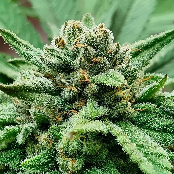 Semillas de marihuana feminizadas Golosa de Delicious Seeds, resina olorosa.