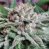 Semillas de marihuana feminizadas Golosa de Delicious Seeds, flor resinosa.