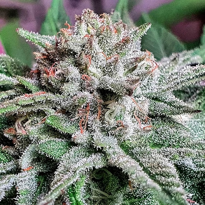 Semillas de marihuana feminizadas Golosa de Delicious Seeds, flor resinosa.