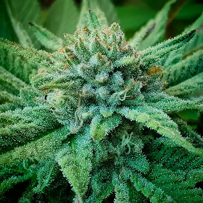 Semillas de marihuana feminizadas Golosa de Delicious Seeds, cultivo exterior.