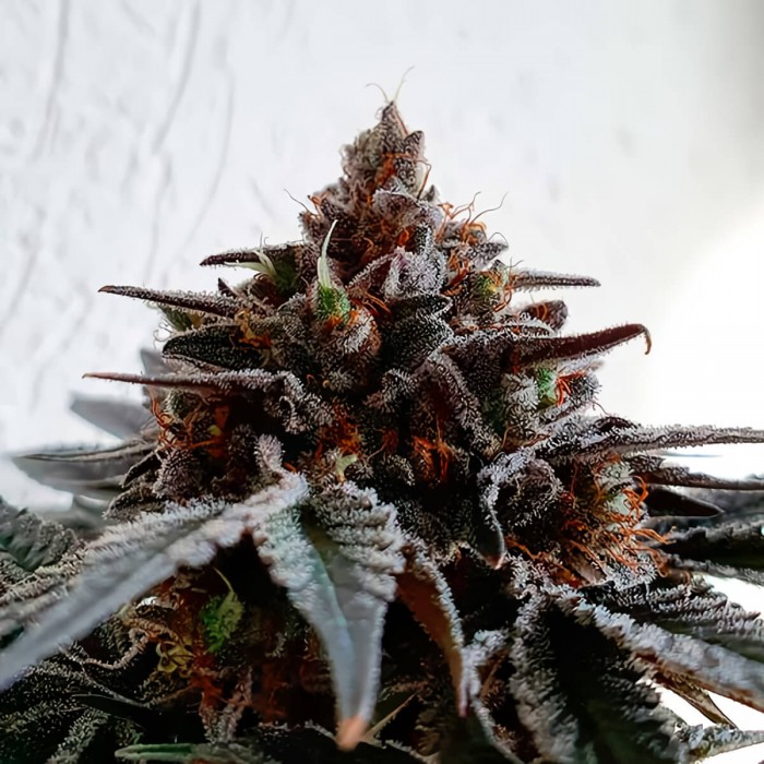 Semillas de marihuana feminizadas Golosa de Delicious Seeds, punta morada.