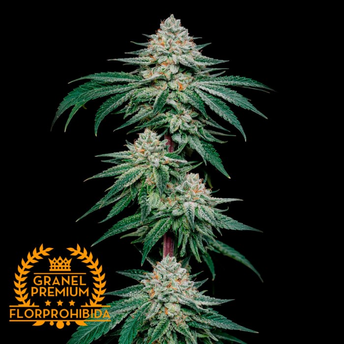 Semillas feminizadas Granel Premium FP Piña Lemon Ice, cogollo resinoso.