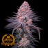 Semillas feminizadas Granel Premium FP Jelousy Payton, cogollo resinoso.