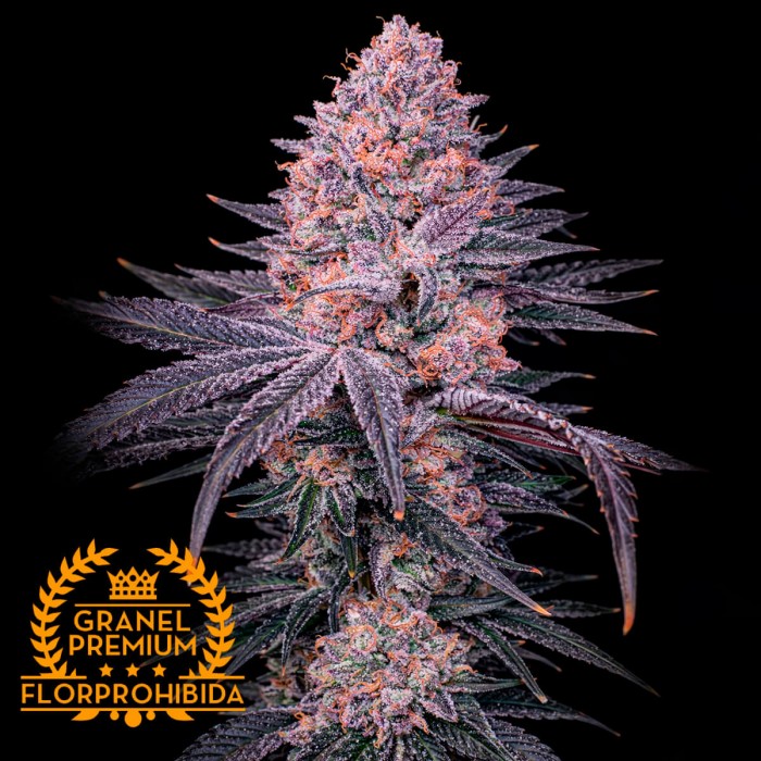 Semillas feminizadas Granel Premium FP Jelousy Payton, cogollo resinoso.