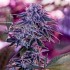 Semillas de marihuana Blue Rhino (Positronics Seeds) feminizadas.