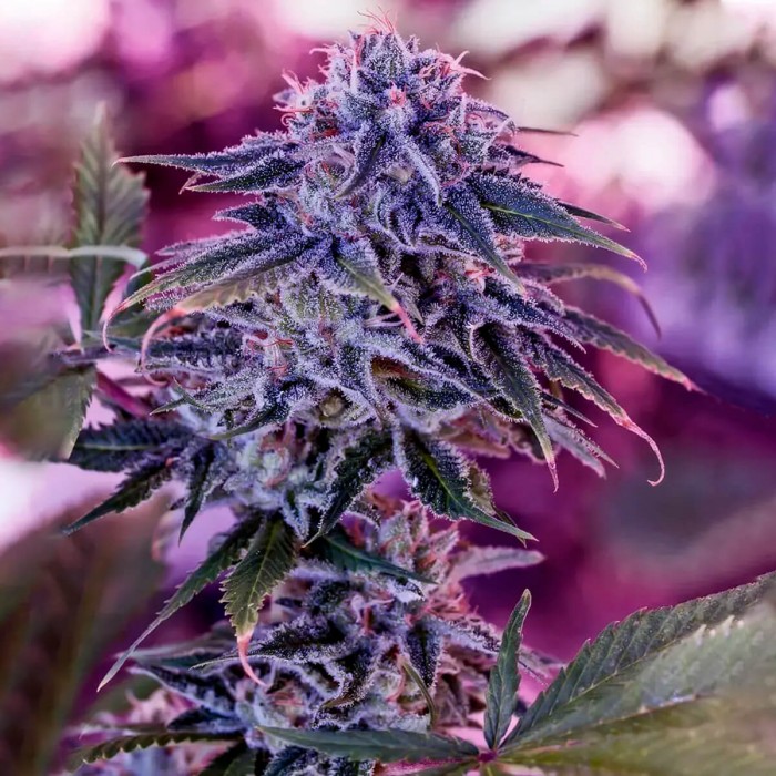 Semillas de marihuana Blue Rhino (Positronics Seeds) feminizadas.