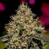 Semillas de marihuana Critical #47(Positronics Seeds) feminizadas.