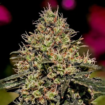 Semillas de marihuana Critical #47(Positronics Seeds) feminizadas.