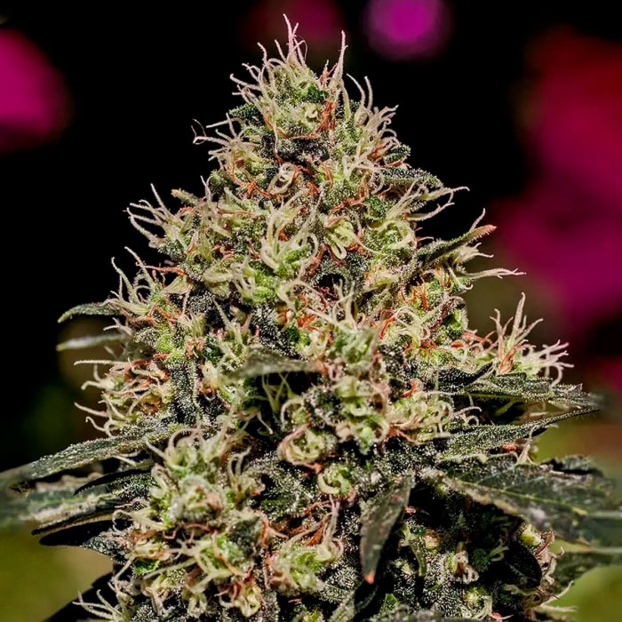 Semillas de marihuana Critical #47(Positronics Seeds) feminizadas.