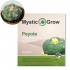 Semillas de Peyote, 10 unidades.