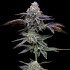 Paquete de 5 y 10 semillas Gas Pack de Barney's Farm Seeds, Blue Dream.