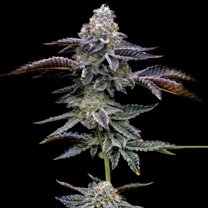 Paquete de 5 y 10 semillas Gas Pack de Barney's Farm Seeds, Blue Dream.