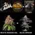 Paquete de 5 y 10 semillas Gas Pack de Barney's Farm Seeds, logotipos.