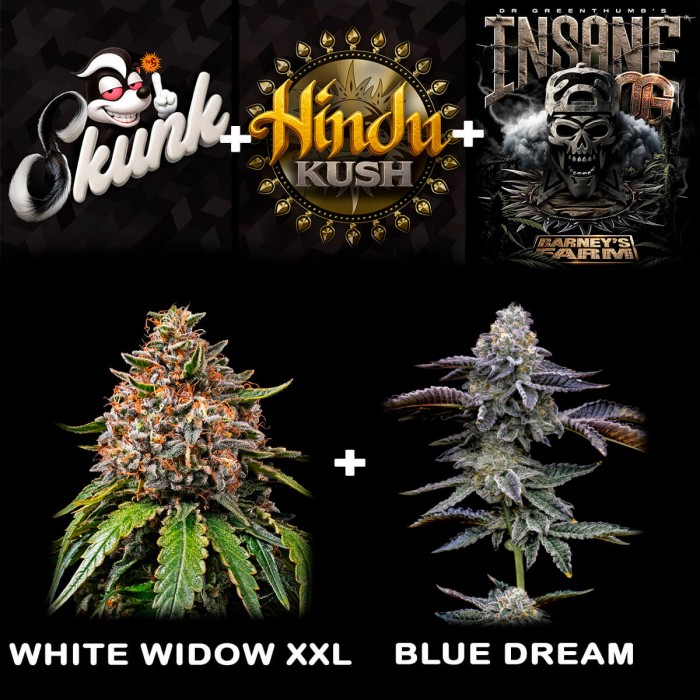 Paquete de 5 y 10 semillas Gas Pack de Barney's Farm Seeds, logotipos.