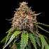 Paquete de 5 y 10 semillas Gas Pack de Barney's Farm Seeds, White Widow XXL.
