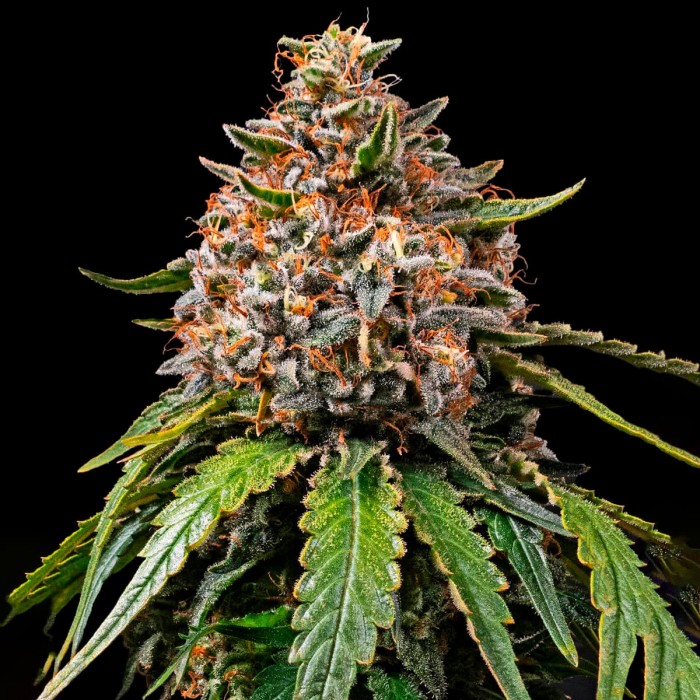Paquete de 5 y 10 semillas Gas Pack de Barney's Farm Seeds, White Widow XXL.