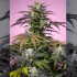 Pack de semillas de marihuana feminizadas Terp Explosion Mix de Seet Seeds, Gelonade cogollo.