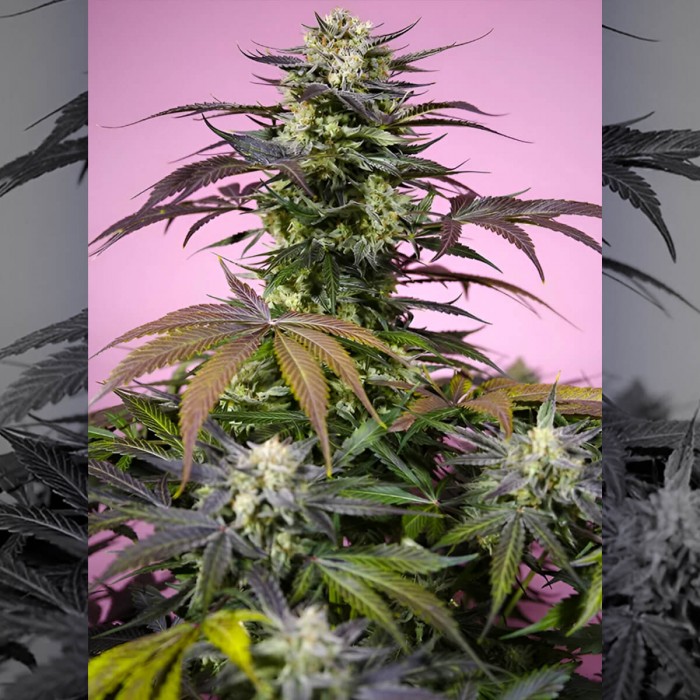 Pack de semillas de marihuana feminizadas Terp Explosion Mix de Seet Seeds, Gelonade cogollo.