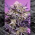 Pack de semillas de marihuana feminizadas Terp Explosion Mix de Seet Seeds, Pink Guava F1 Fast Version cogollo.