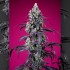 Pack de semillas Auto American Pie Mix de Sweet Seeds, Tropicana Cherry XL Auto.