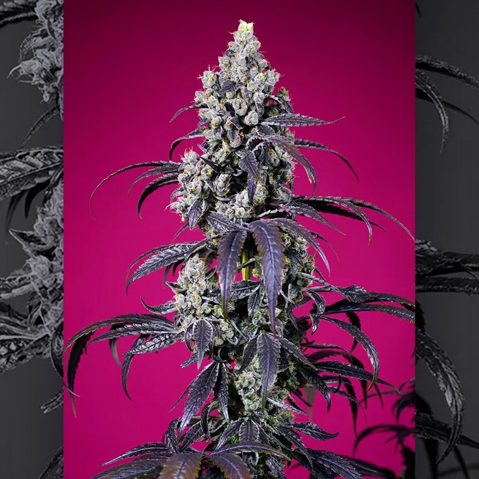 Pack de semillas Auto American Pie Mix de Sweet Seeds, Tropicana Cherry XL Auto.