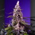Pack de semillas Auto American Pie Mix de Sweet Seeds, Banana Cream Cake XL Auto.