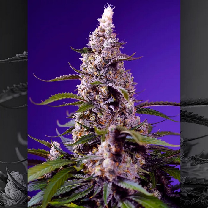 Pack de semillas Auto American Pie Mix de Sweet Seeds, Banana Cream Cake XL Auto.