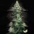 SENSI STAR (Paradise Seeds)