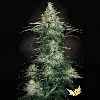 Semillas de marihuana Sensi Star (Paradise Seeds) feminizadas.
