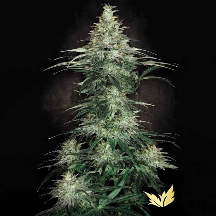 Semillas de marihuana Sensi Star (Paradise Seeds) feminizadas.