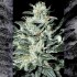 Semillas de marihuana Sensi Star (Paradise Seeds) cogollo.