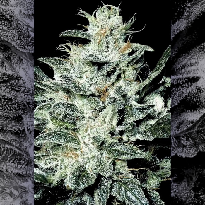 Semillas de marihuana Sensi Star (Paradise Seeds) cogollo.