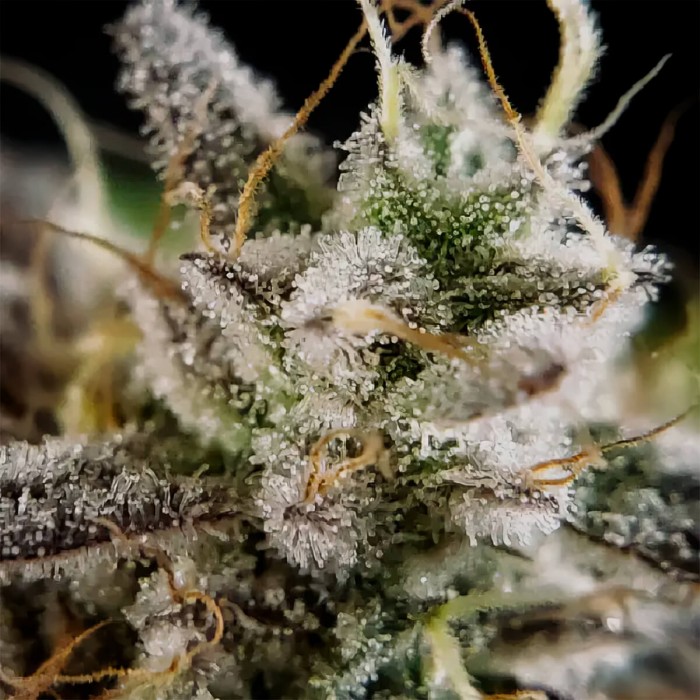 Semillas de marihuana Sensi Star (Paradise Seeds) resina.